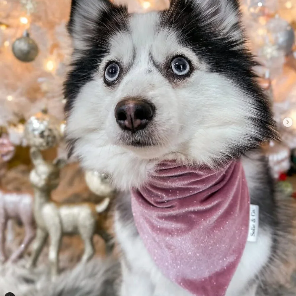 EUC, Solie & Co. Sparkly Berry Pink Faux Velvet Dog Bandana, Size Small